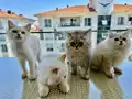 NY11 WCF Baba British Shorthair İle Lilac Point British Longhair