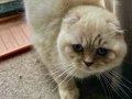 Şampiyonlar soyundan veteriner onaylı seçkin erkek kediler 