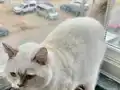 Şampiyonlar soyundan veteriner onaylı seçkin erkek kediler 