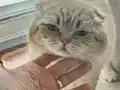 Şampiyonlar soyundan veteriner onaylı seçkin erkek kediler 