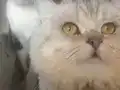 Şampiyonlar soyundan veteriner onaylı seçkin erkek kediler 