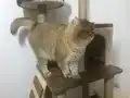 Şampiyonlar soyundan veteriner onaylı seçkin erkek kediler 