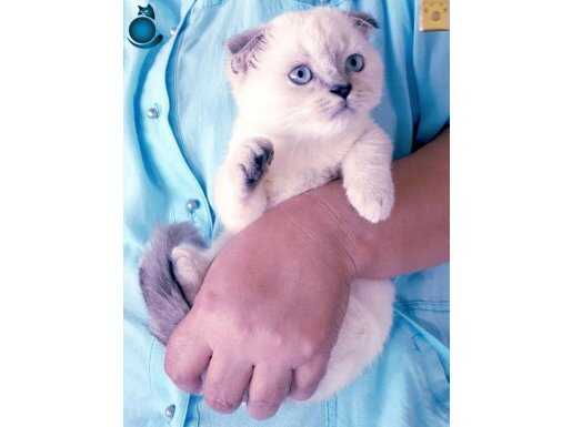 Sağlıklı mavi gözlü scottish fold kedi yavruları 