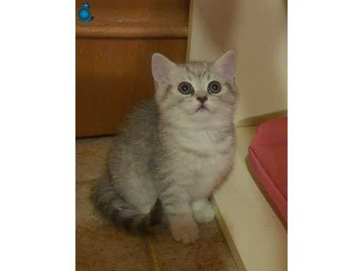 Çok güzel british dişi yavru