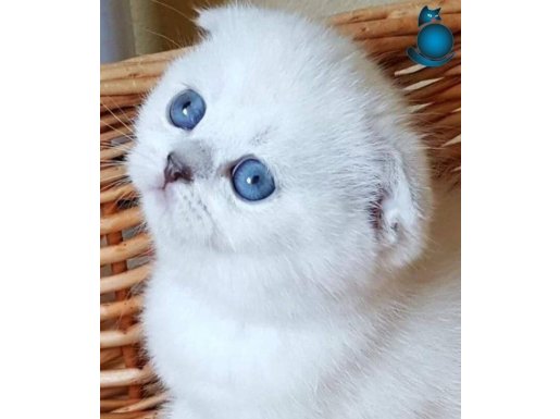 Çok güzel mavi gözlü yavru kedi