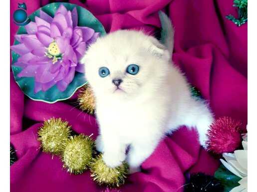 Harika sağlıklı fold bebek