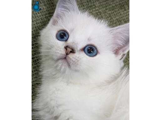 Safkan british kedi