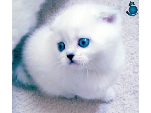 Sağlıklı, aşılı eğitimli Scottish fold kittens 
