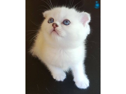 Scottish fold kittens mükemmel dişi bebişler