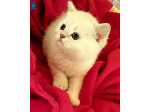 Sağlıklı safkan british yavru kediler