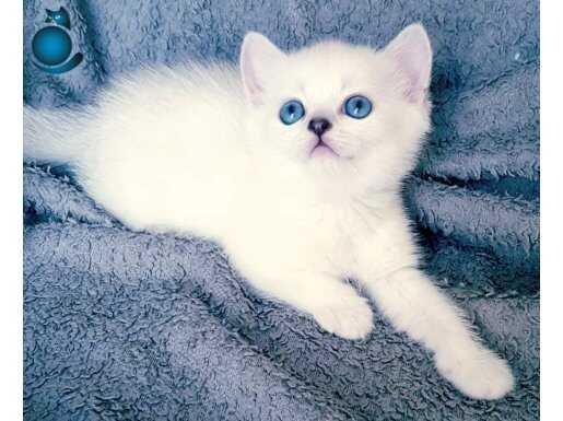 Çok güzel erkek British yavru