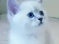 Anne altından british kedi yavruları 