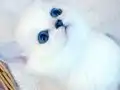 Anne altından british kedi yavruları 
