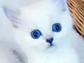 Anne altından british kedi yavruları 