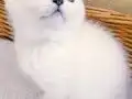Anne altından british kedi yavruları 
