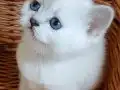 Anne altından british kedi yavruları 