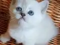 Anne altından british kedi yavruları 