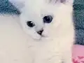 Anne altından british kedi yavruları 