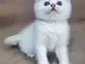 Anne altından british kedi yavruları 