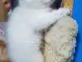 Anne altından british kedi yavruları 