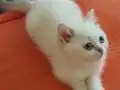 Anne altından british kedi yavruları 