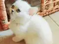 Anne altından safkan British bebişler