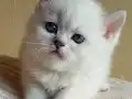 Anne altından safkan British bebişler