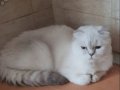 Çok güzel sağlıklı scottish fold