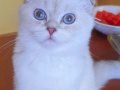 Çok güzel sağlıklı scottish fold