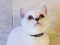 British Shorthair Yavru