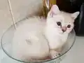 Harika bebek