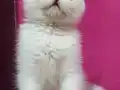 Harika bebek