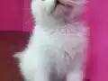 Harika bebek