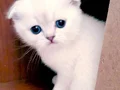 Sağlıklı safkan Scottish fold bebek