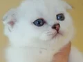 Sağlıklı safkan Scottish fold bebek