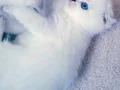 Sağlıklı safkan Scottish fold bebek
