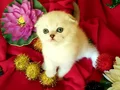 Sağlıklı safkan Scottish fold bebek