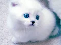 Sağlıklı safkan Scottish fold bebek