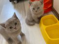 Bebeklerimizi ücretli sahiplendirme