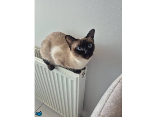 1 yaşına yeni girmiş Orjinal saf kan kırık kuyruk Dişi Siyam