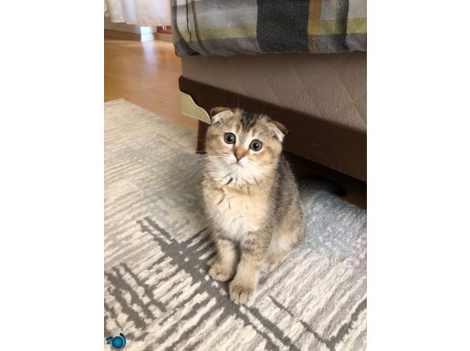 Scottish fold black golden ny25 yavrumu sahiplendireceğim