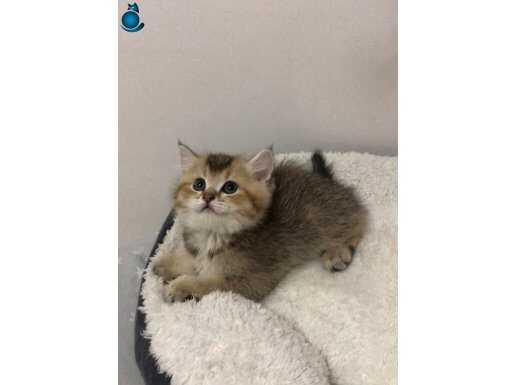 Top suratlı british yavrularımı sahiplendireceğim 