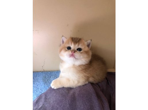 SCR'li Şampiyon Babadan Top Surat British Golden NY11 Dişi Yavrum