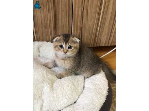 Top suratlı Scottish fold black golden yavrumu sahiplendrcğm
