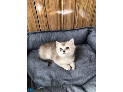 Top suratlı british silver yavrularımı sahiplendireceğim