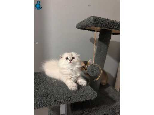 Scottish fold golden point yavrumu sahiplendireceğim
