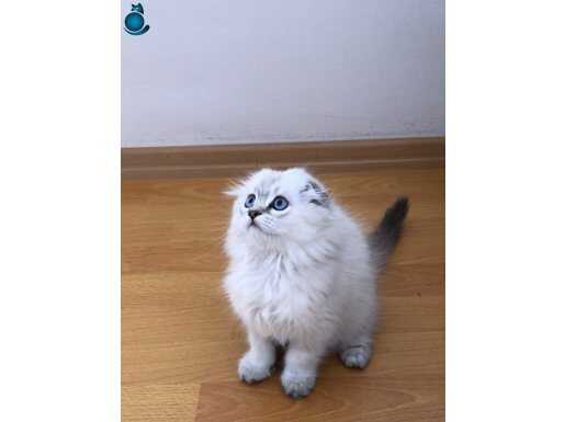 Top suratlı harika vasıftaki yavrumu sahiplendireceğim