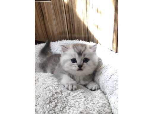 Top Suratlı Şampiyon Kan British Silver Erkeği