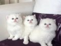 Top Suratlı Saf Kan British Longhair Yavrularım