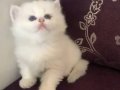 Top Suratlı Saf Kan British Longhair Yavrularım